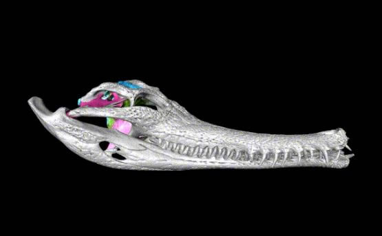 «Инструкция» к черепу крокодила: ученые СПбГУ впервые описали все структуры мозговой коробки животного, изучив более 70 их 3D-моделей