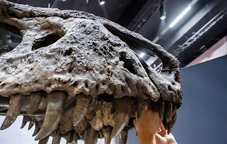 Сила укуса детенышей тираннозавров оказалась необычно высока